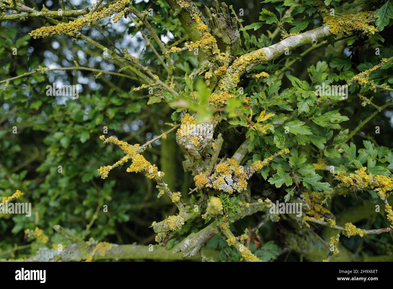 Close-up of a Hawthorn hedge leaves with a lichen (Xanthoria parietina) covering captured in summer light Stock Photo