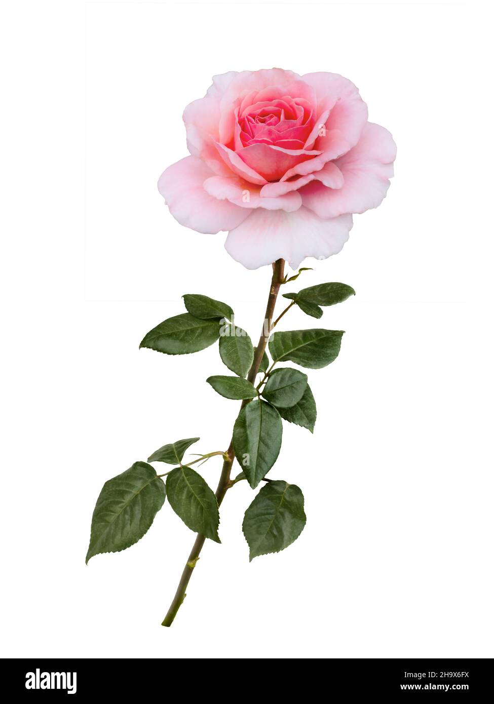 Delicate pink rose with green leaves isolated on white background Stock ...
