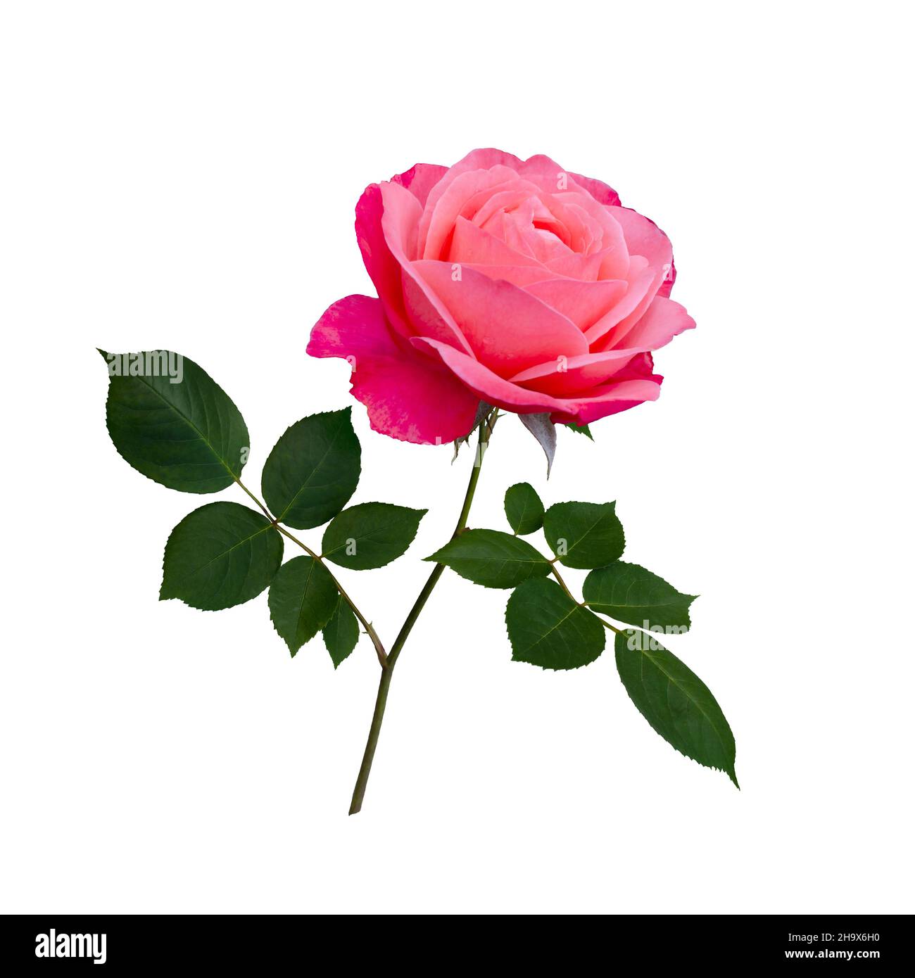 Bright pink rose with green leaves isolated on white background Stock ...