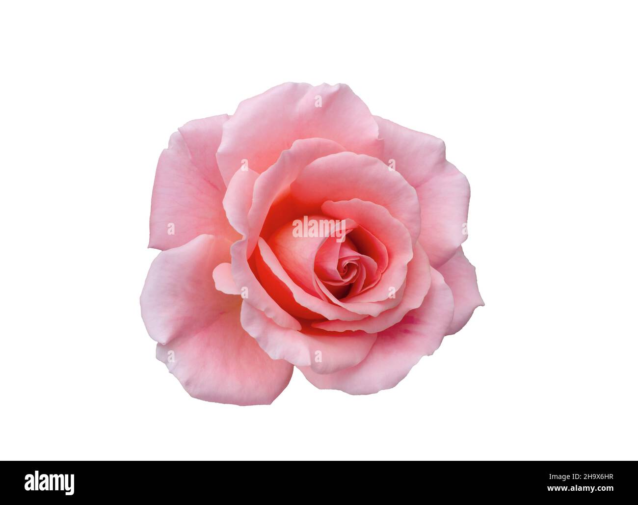 Fresh beautiful pink rose isolated on white background Stock Photo - Alamy