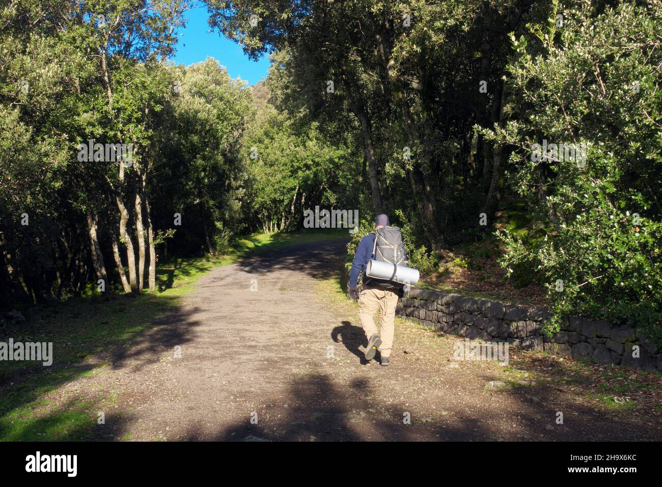Oak woods hi-res stock photography and images - Alamy