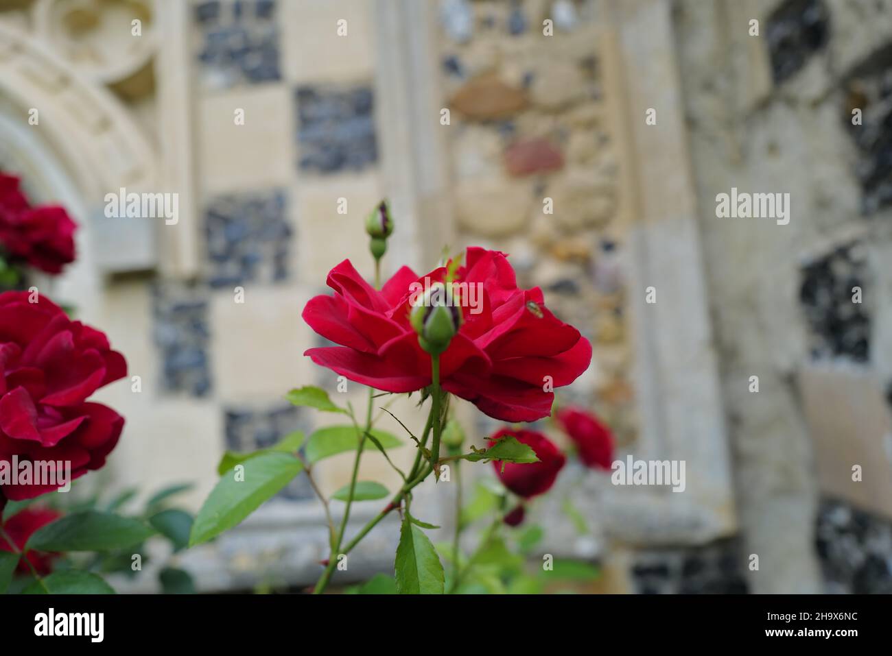 Red roses in bloom with a wall of stone and flint in the background in summer in the English countryside Stock Photo