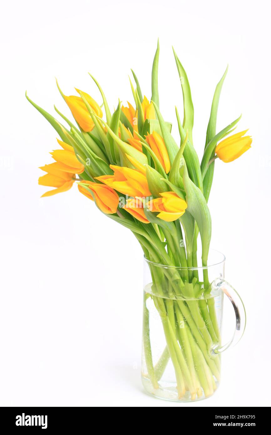 yellow tulips isolated on white background Stock Photo - Alamy