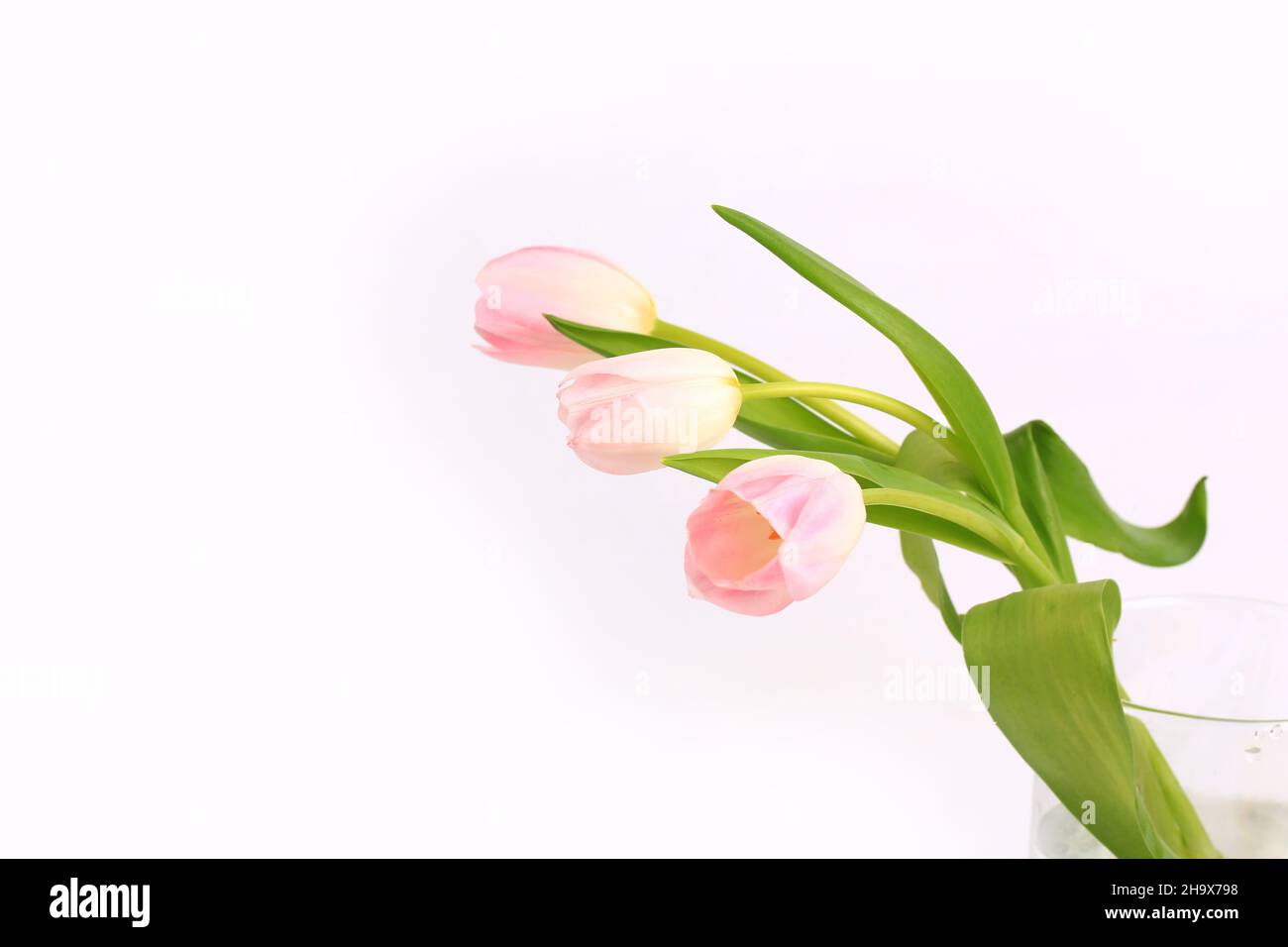 pink tulips isolated on white background Stock Photo - Alamy