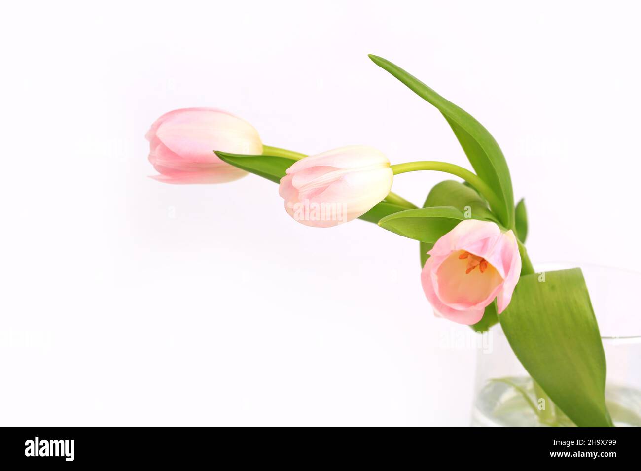 pink tulips isolated on white background Stock Photo - Alamy