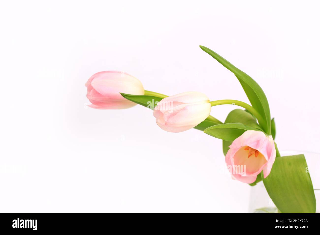 pink tulips isolated on white background Stock Photo - Alamy