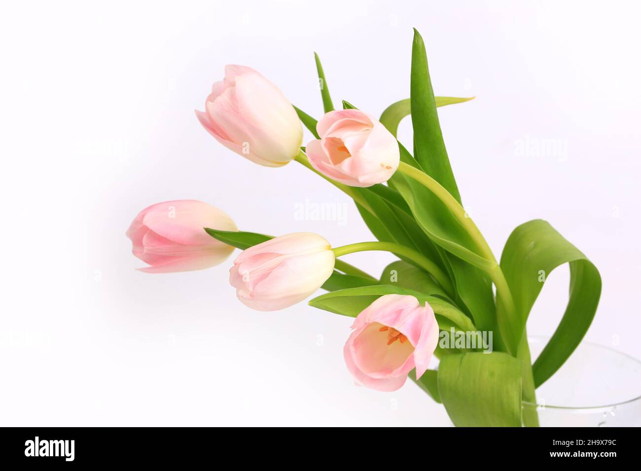 pink tulips isolated on white background Stock Photo - Alamy