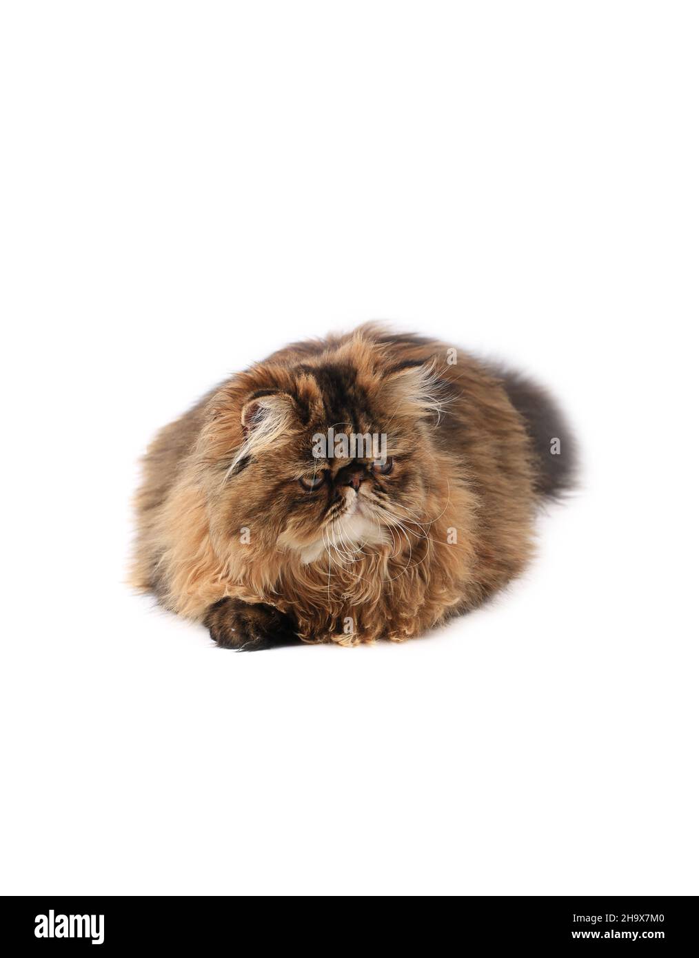 persian cat isolated on white background Stock Photo - Alamy
