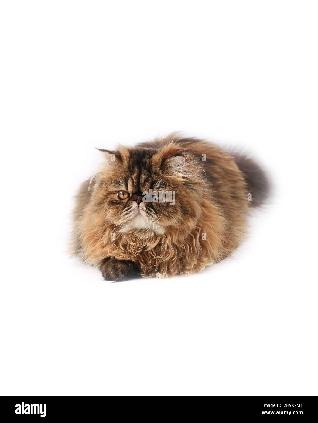 persian cat isolated on white background Stock Photo - Alamy