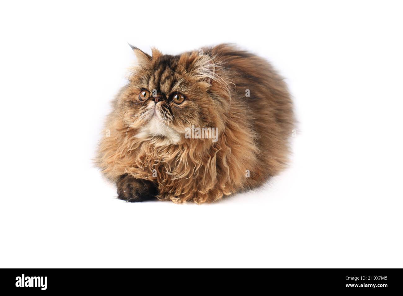 persian cat isolated on white background Stock Photo - Alamy