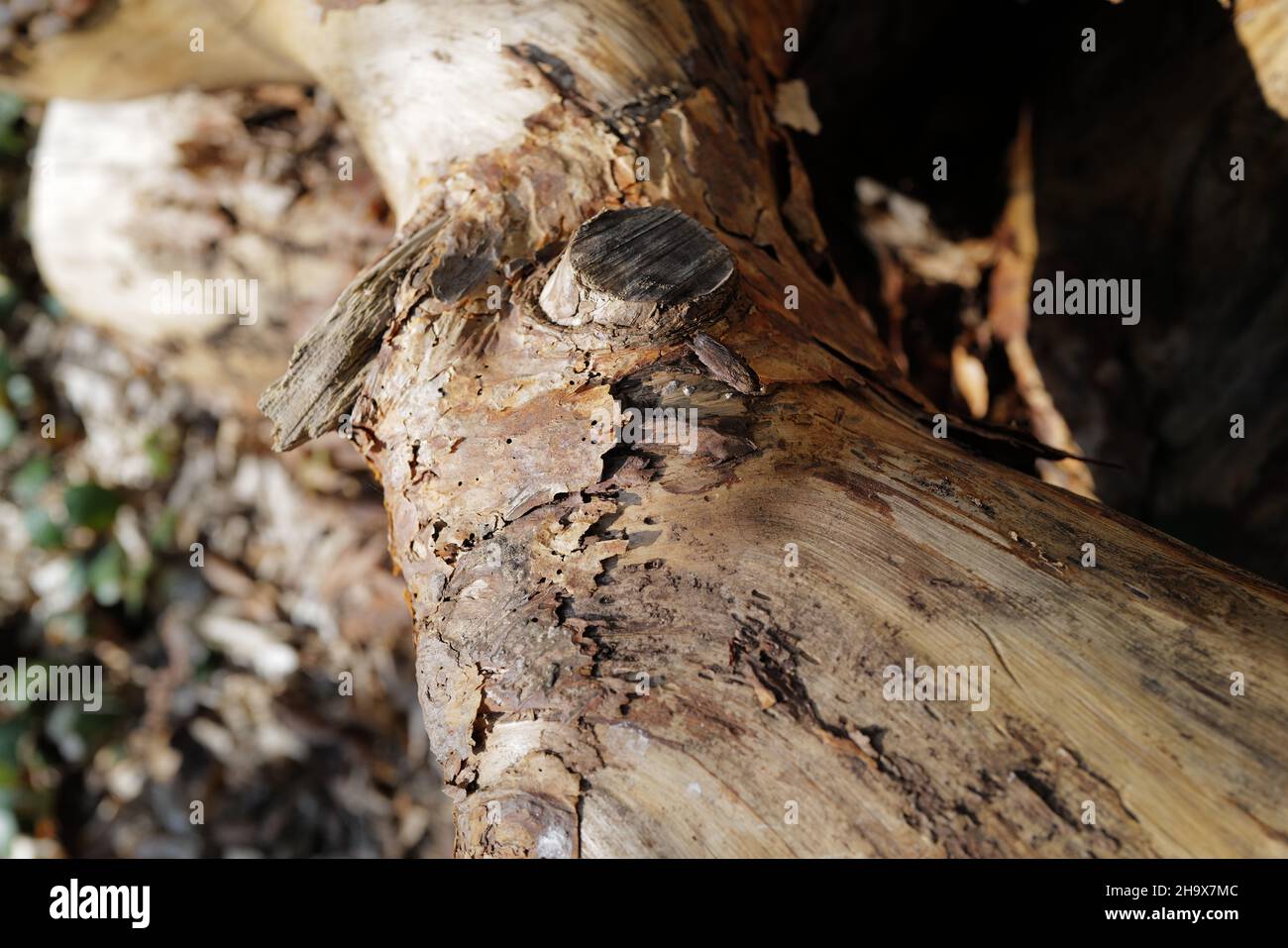 Close-up of fallen tree branch in English woodland with early Springtime light highlighting the texture and pattern of the broken bark Stock Photo