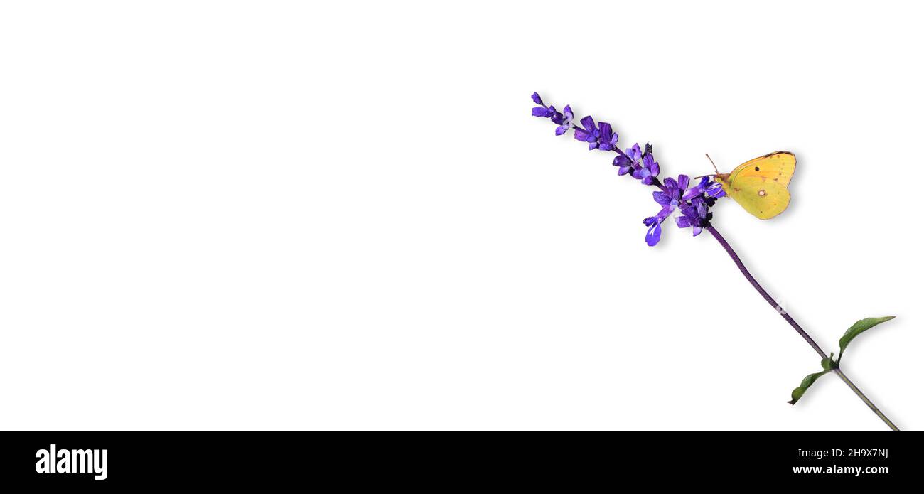butterfly on flower isolated on white background Stock Photo - Alamy