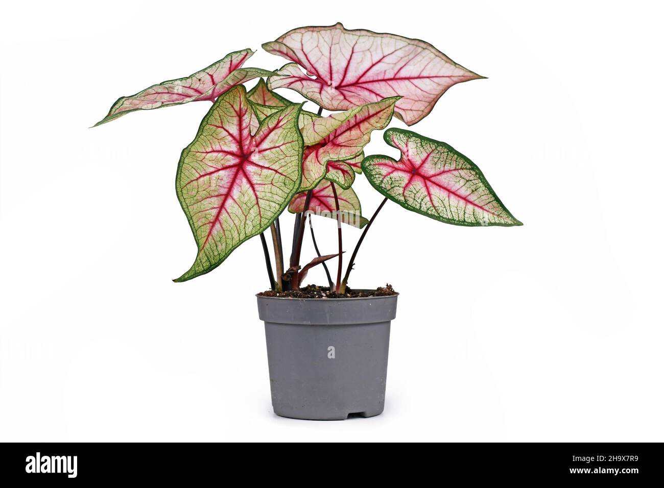Tropical 'Caladium White Queen' plant with white leaves and pink veins in pot isolated on white background Stock Photo