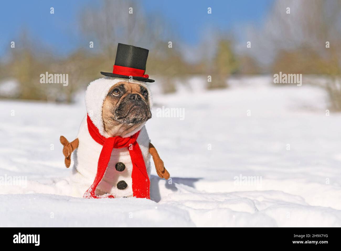 Funny snowman dog. French Bulldog dressed up with Christmas costume with red scarf, fake stick arms and top hat in winter snow landscape Stock Photo