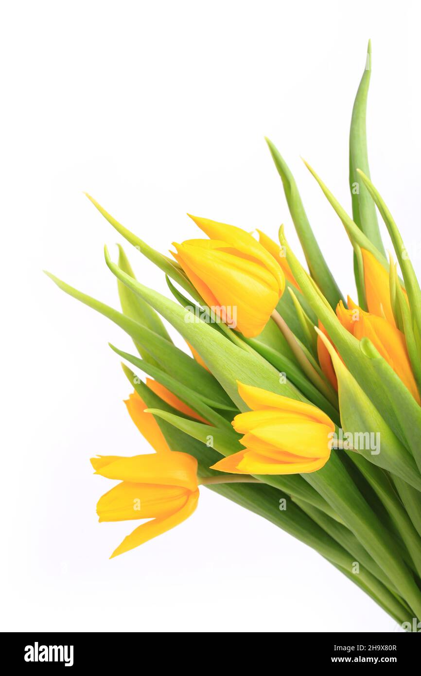 yellow tulips isolated on white background Stock Photo - Alamy