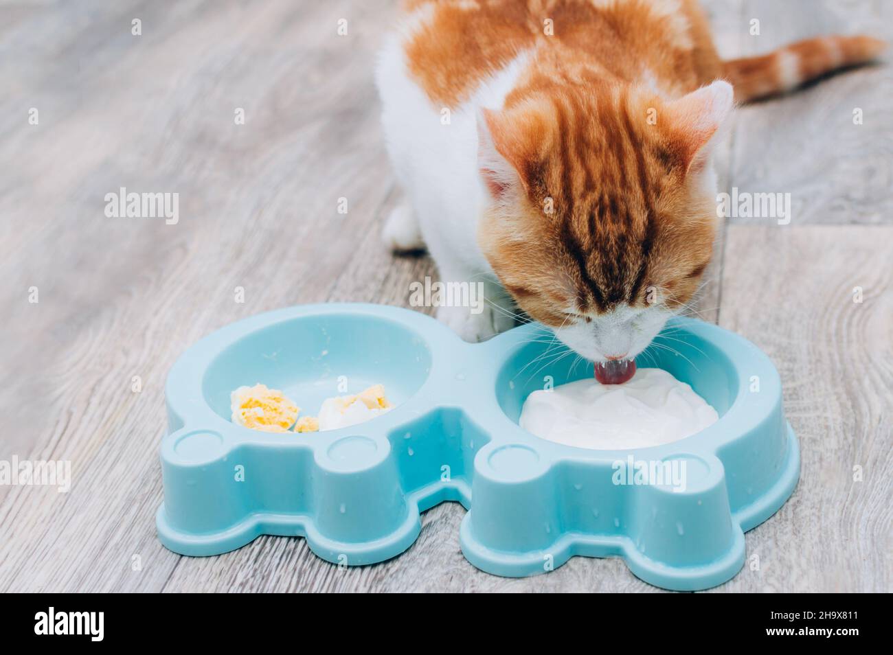 ginger cat is eating yogurt from his bowl. Natural cat food concept Stock Photo Alamy