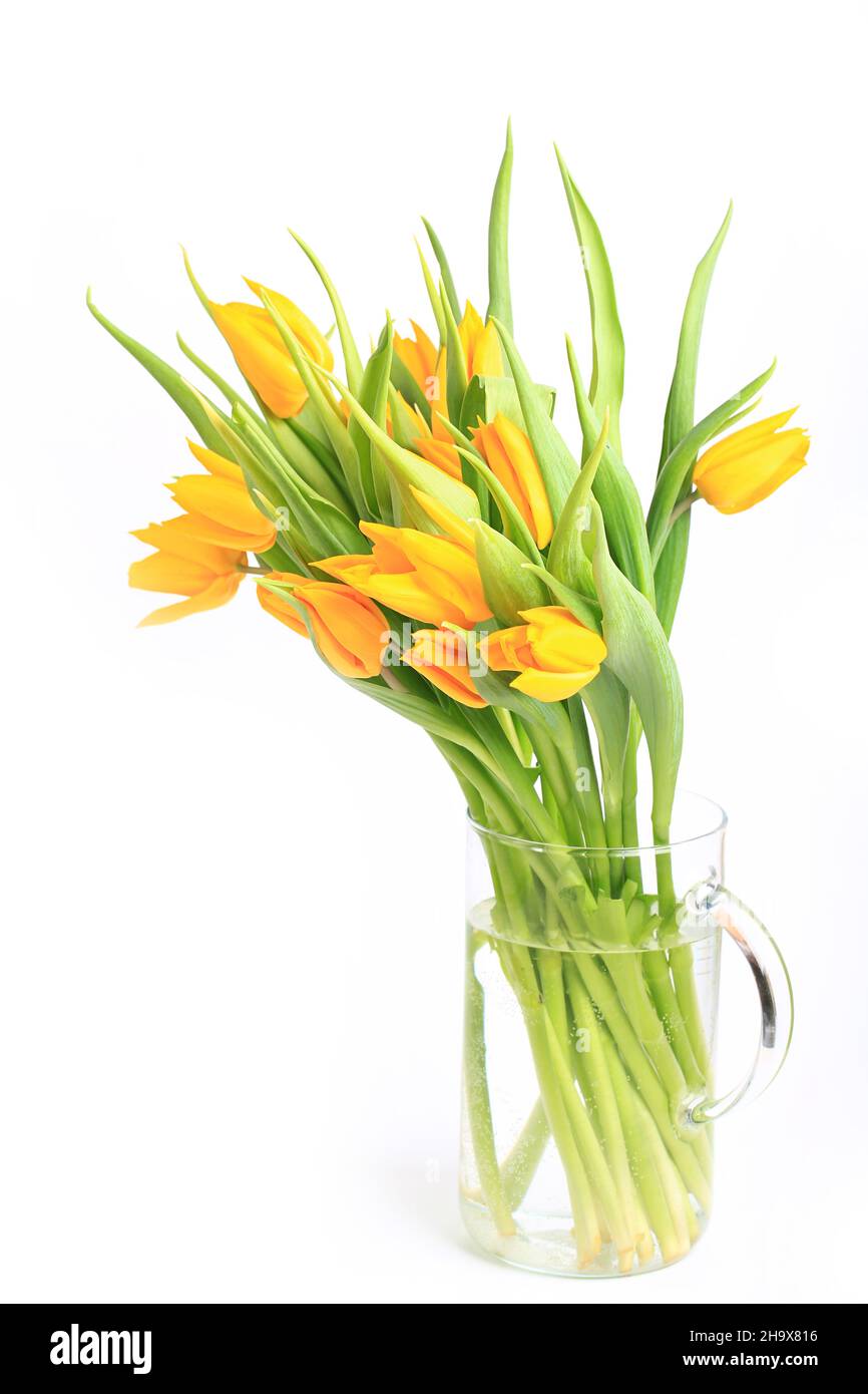 yellow tulips isolated on white background Stock Photo - Alamy