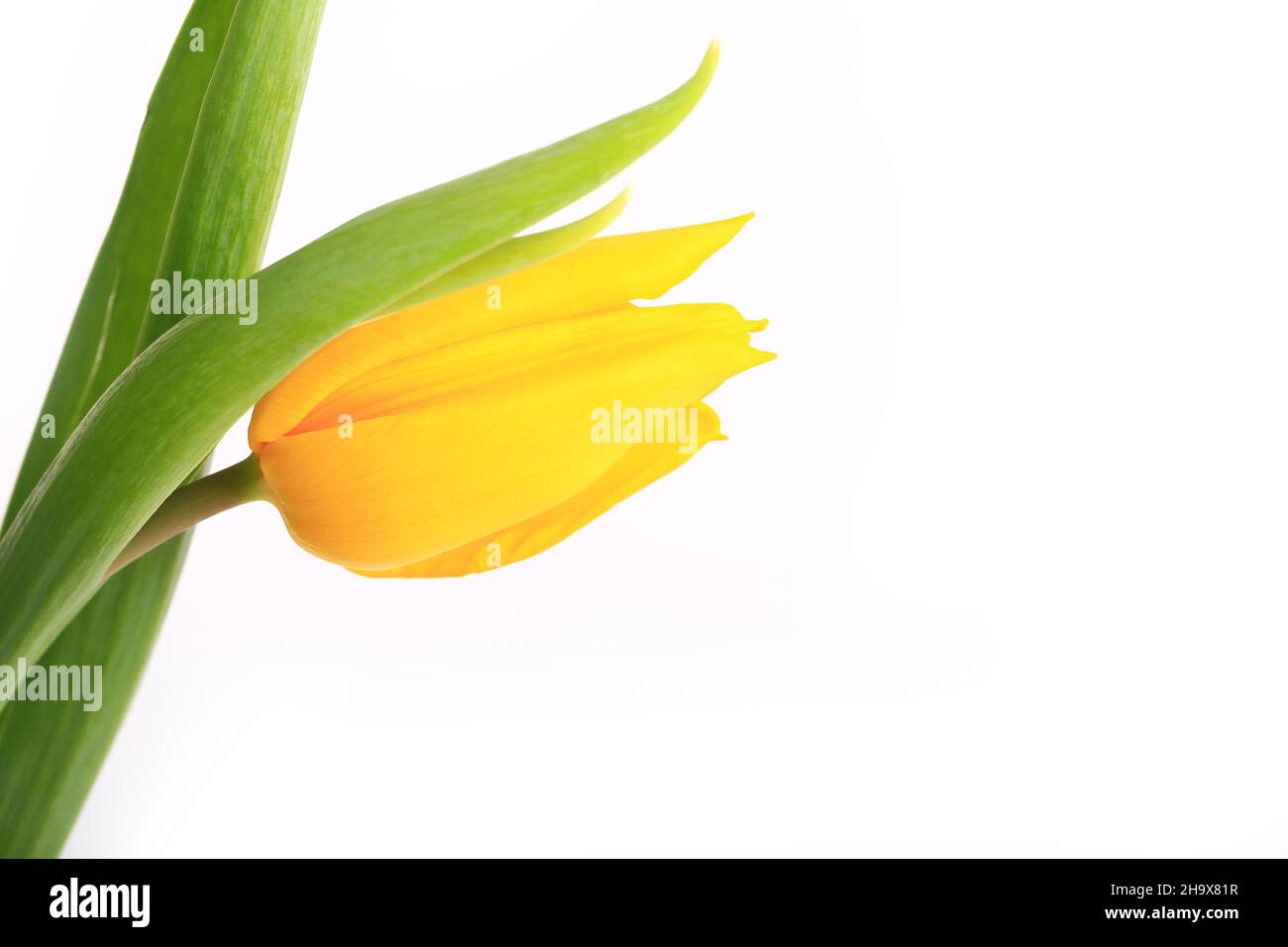single yellow tulip isolated on white background Stock Photo - Alamy