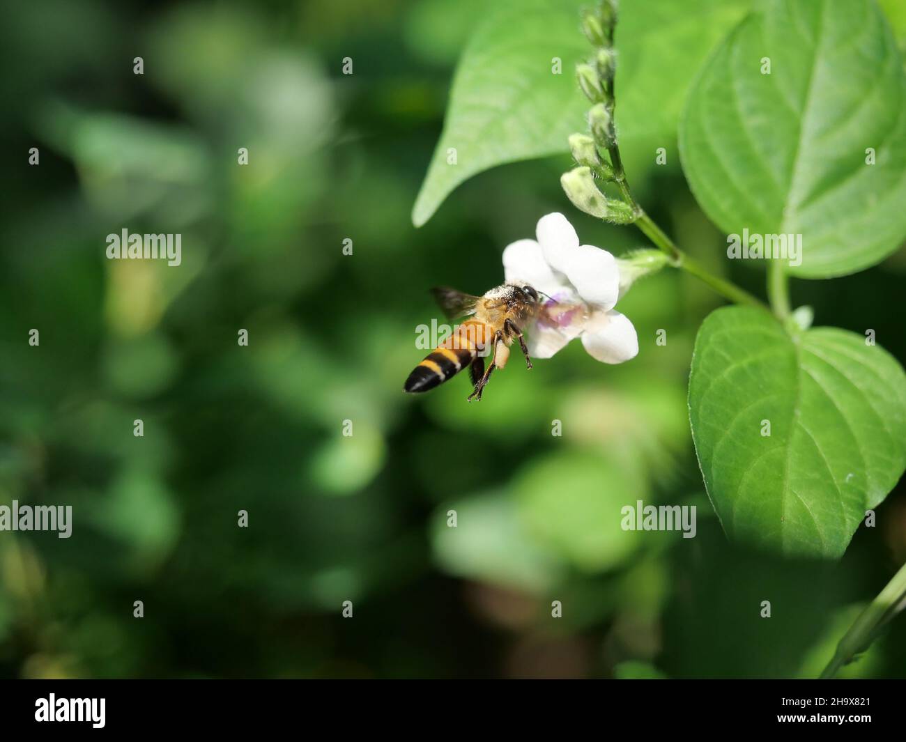 Giant honey bee seeking nectar on white Chinese violet or coromandel or creeping foxglove ( Asystasia gangetica ) blossom in field with natural green Stock Photo