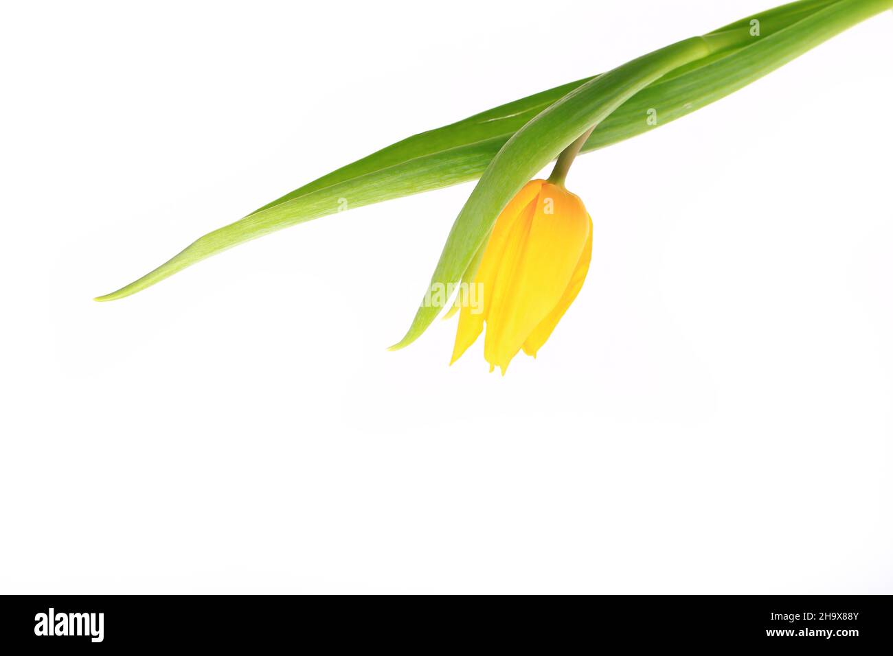 single yellow tulip isolated on white background Stock Photo - Alamy
