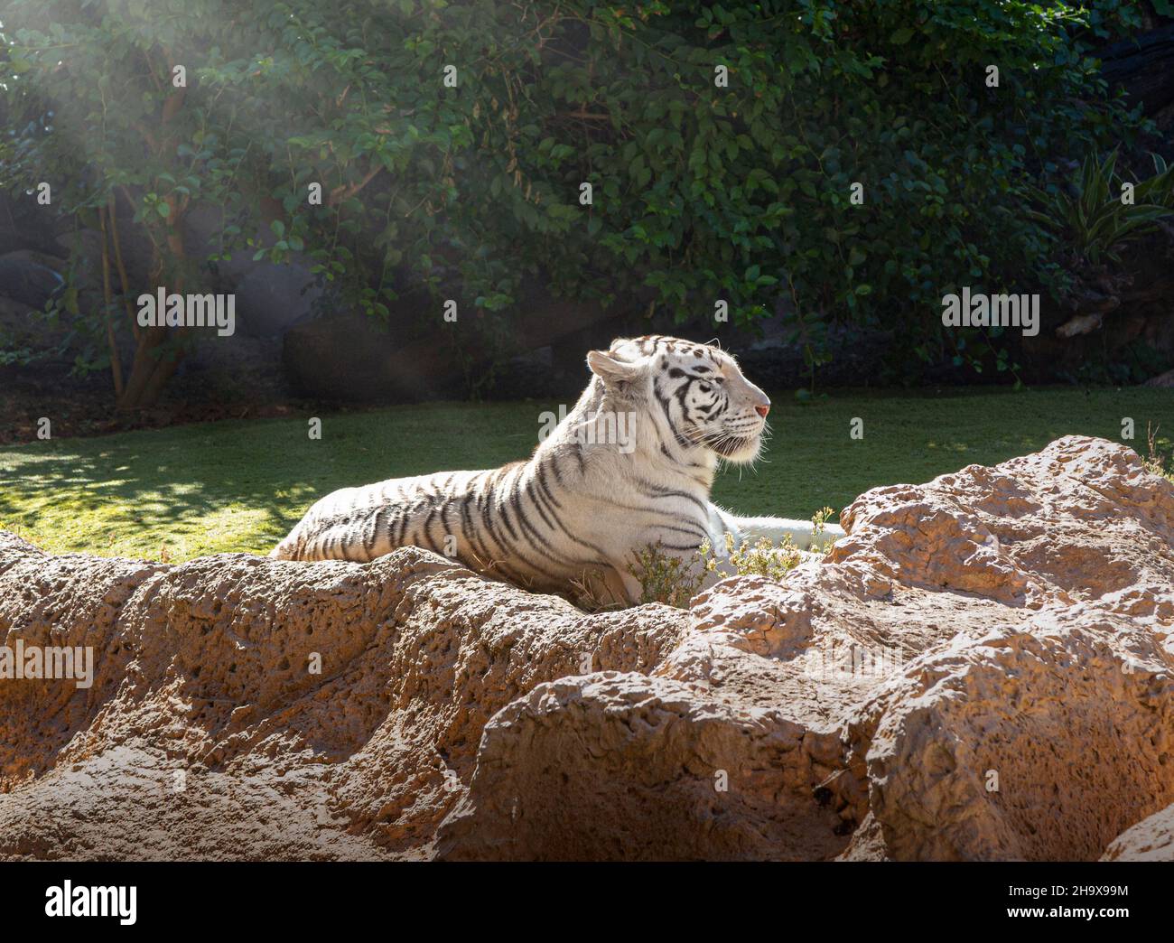 Rare Black and White Striped Adult Tiger Stock Photo - Alamy