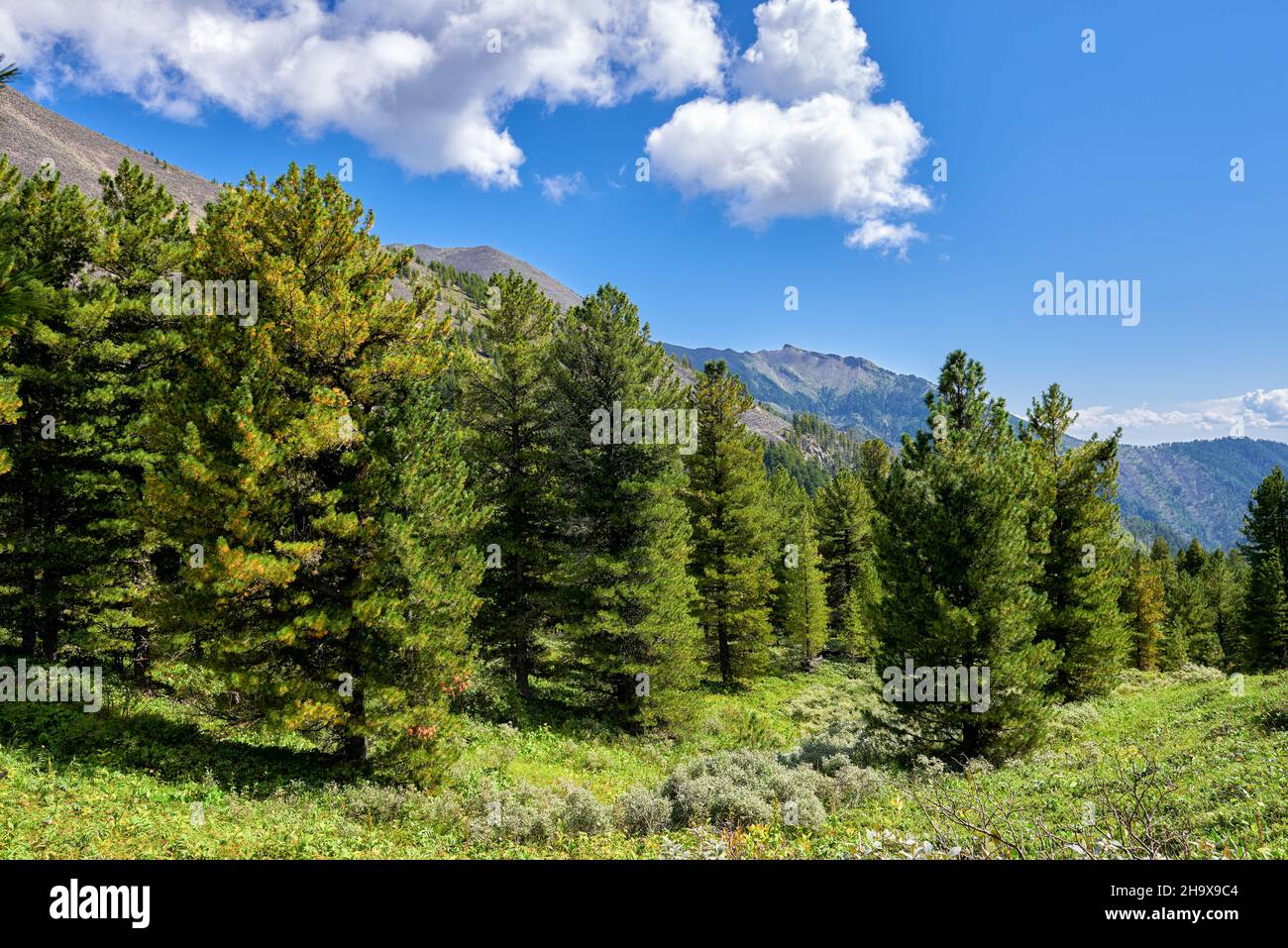 The edge of a mountain forest on a summer day. Eastern Siberia. Russia Stock Photo