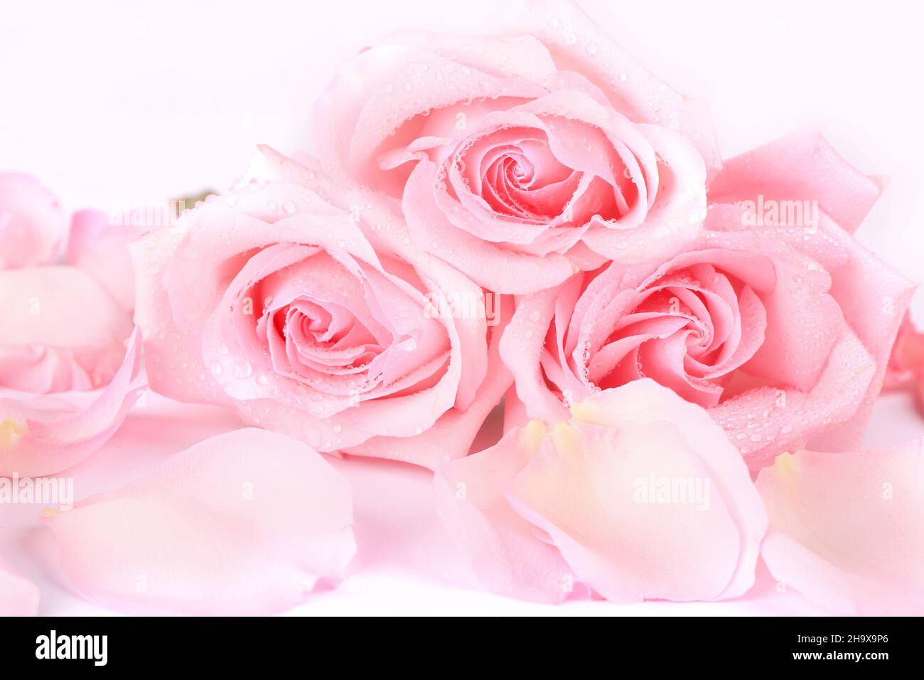 Pal Pink Roses bouquet of pale pink roses with petals on a light background. postcard ...