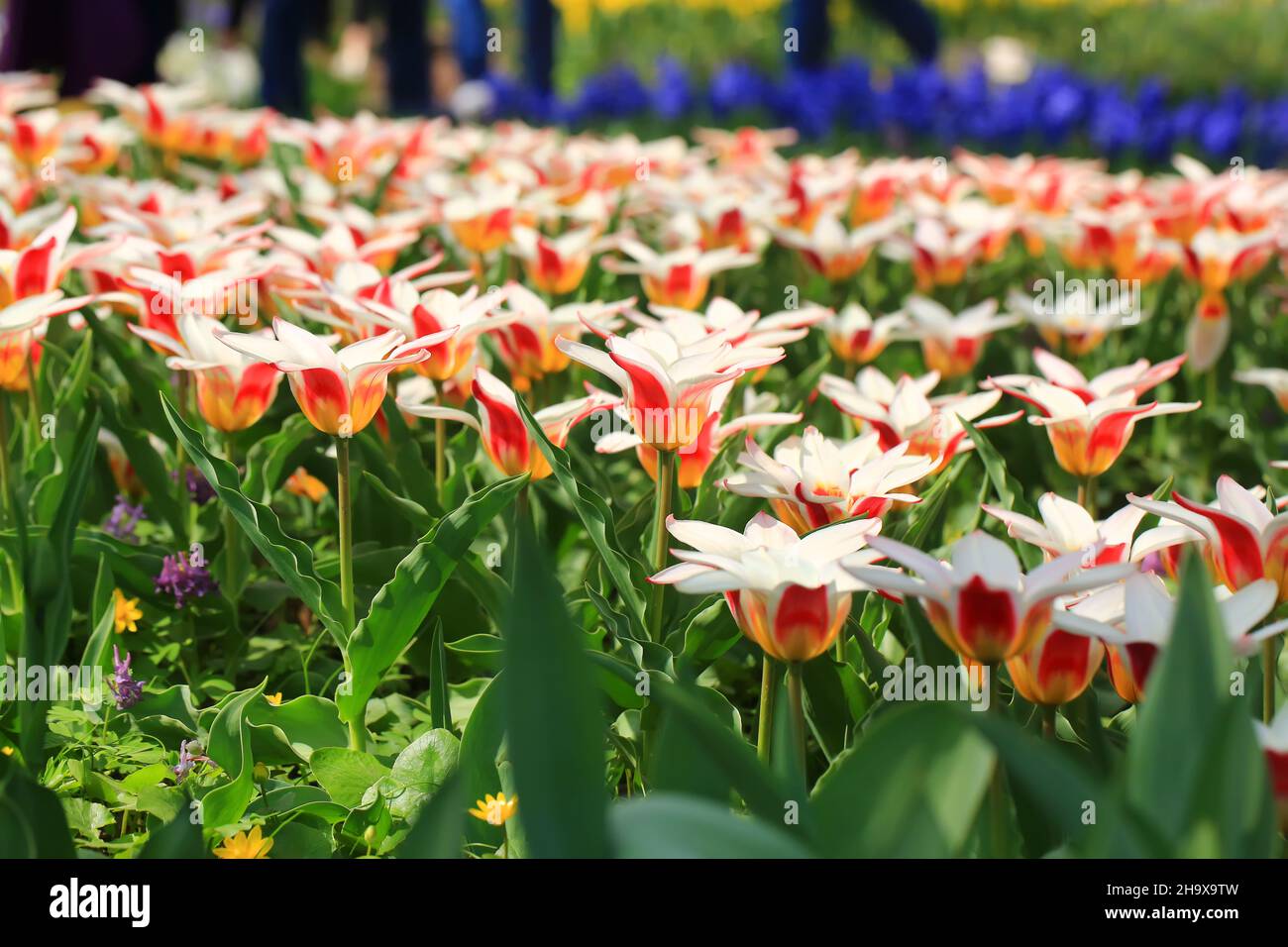 spring field of blooming tulips Stock Photo - Alamy