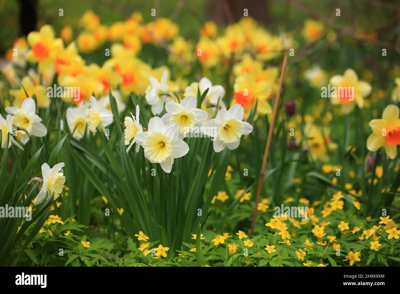 Dandelion yellow daffodils hires stock photography and images Alamy