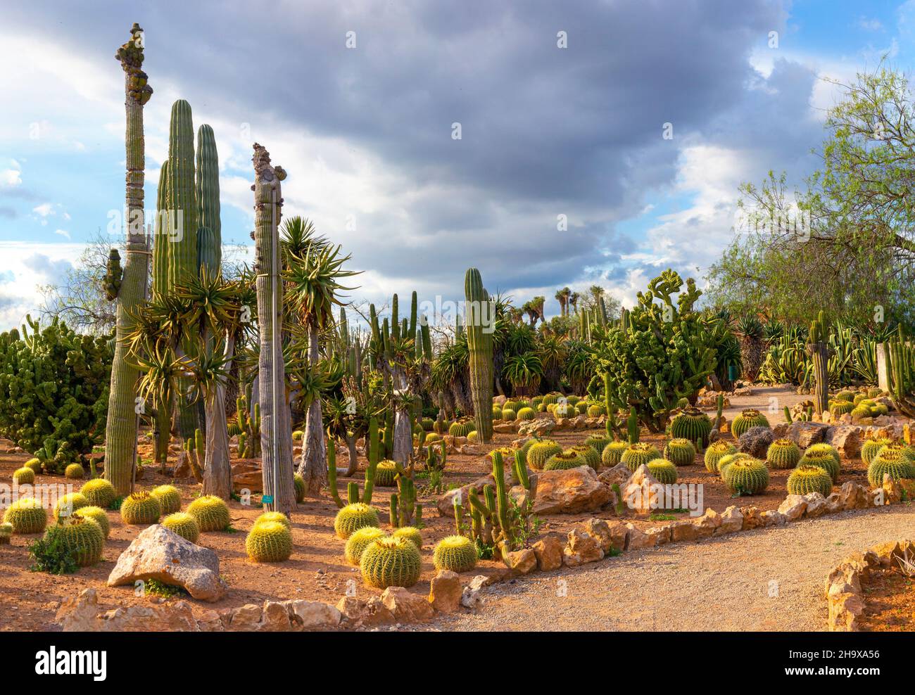 Cactus mallorca spain hi-res stock photography and images - Alamy