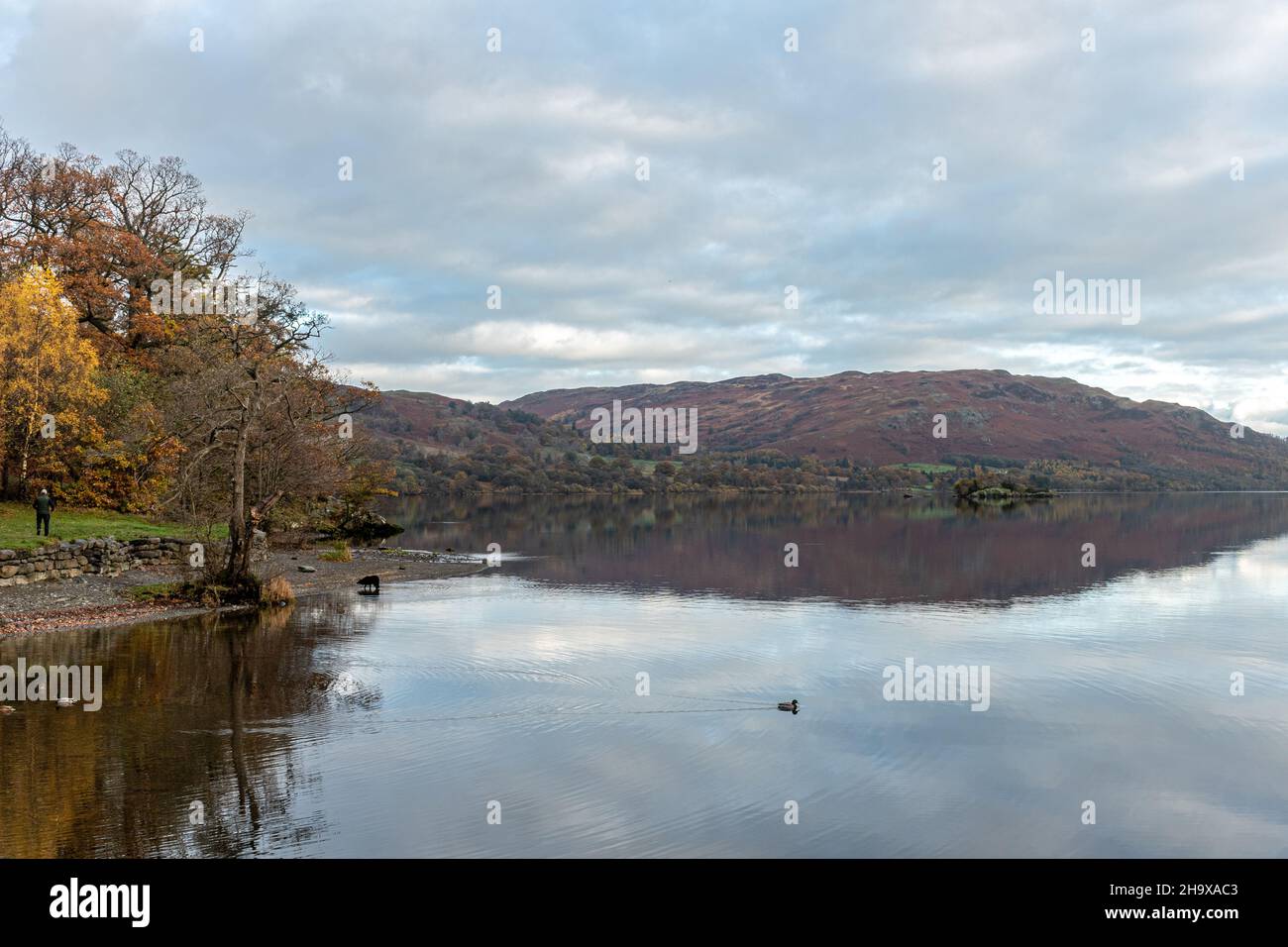 View of Ullswater in the Lake District in Cumbria, England, UK, on a calm November early morning. Stunning lake landscape with autumn colours. Stock Photo