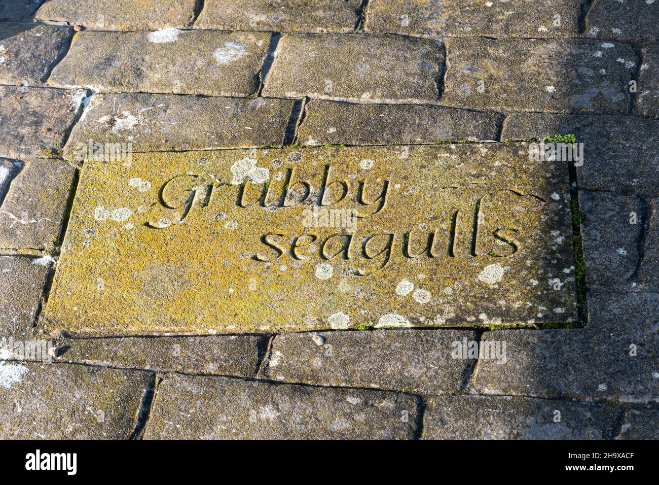 Carved stone slab in the harbour wall at Maryport with the words 'Grubby seagulls', Cumbria, England, UK Stock Photo