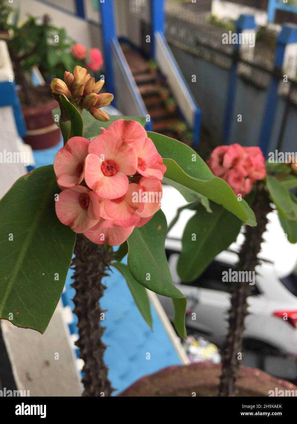 Closeup shot of a Cactus flower growing in Shillong Stock Photo Alamy