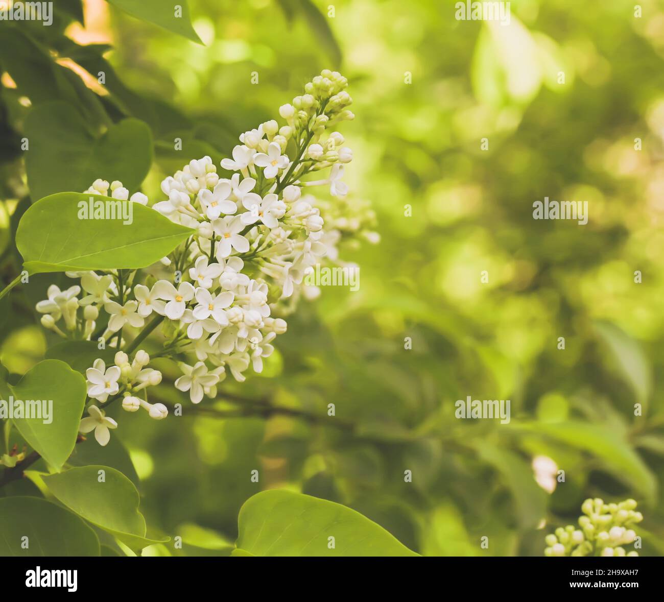blooming white lilac Stock Photo Alamy