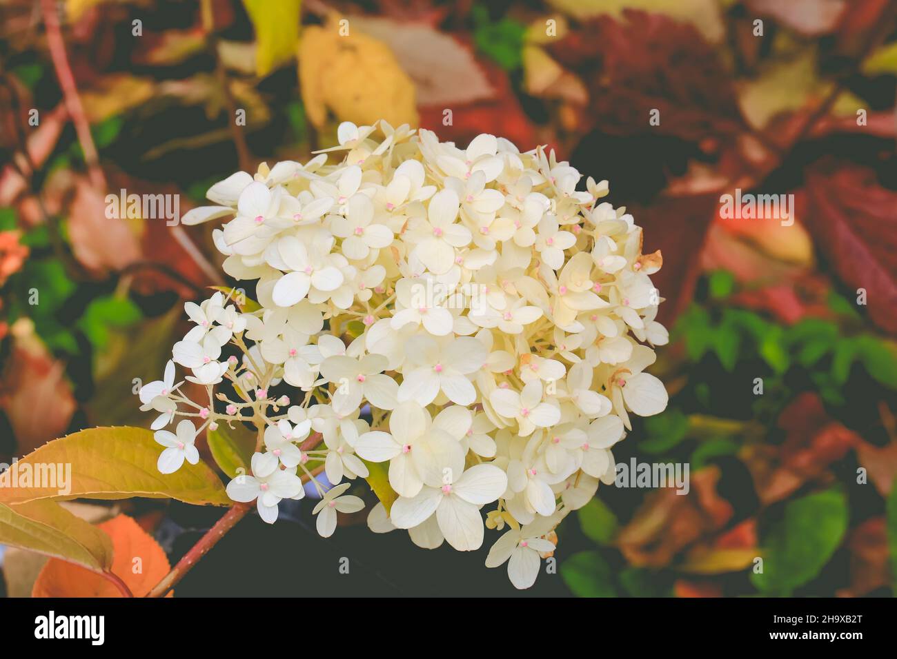 Blooming white hydrangea hi-res stock photography and images - Alamy