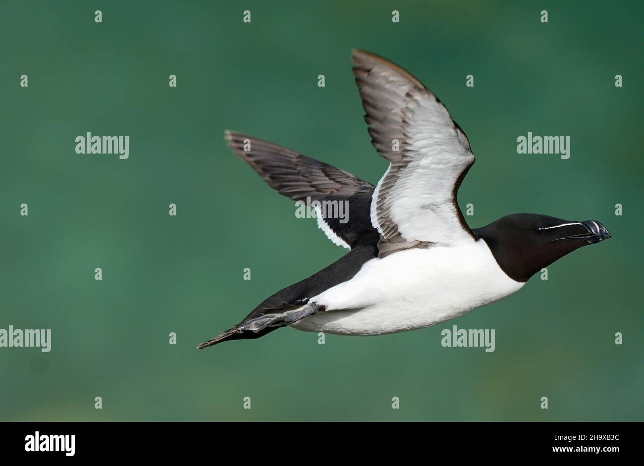 The Razorbill has a characteristically thick, black bill, with a white stripe across it. It nests with other seabirds, such as Guillemots, but prefers the lower ledges and rocky bottoms of cliffs and deep ravines.  Length: 39-43cm  Wingspan: 66cm  Weight: 710g  Average lifespan: 13 years Stock Photo