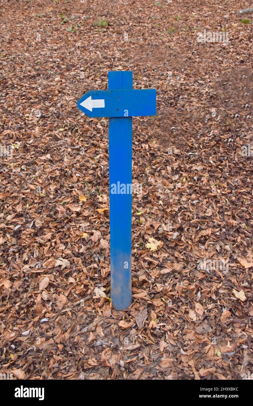 Directional sign with an arrow made of blue wood with a place for an inscription on a background of dry autumn leaves Stock Photo