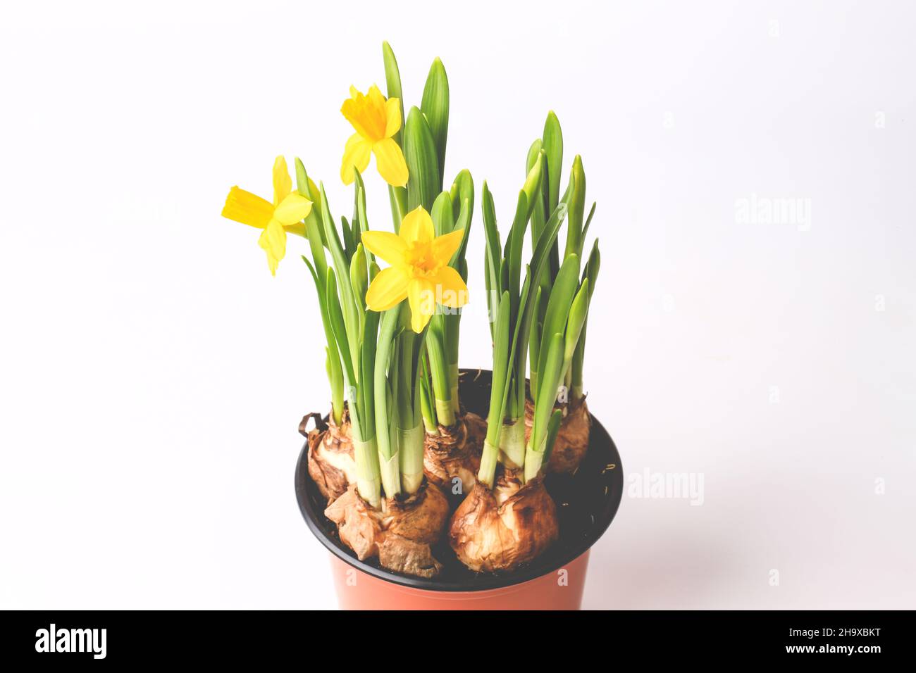 daffodils isolated on white background Stock Photo - Alamy