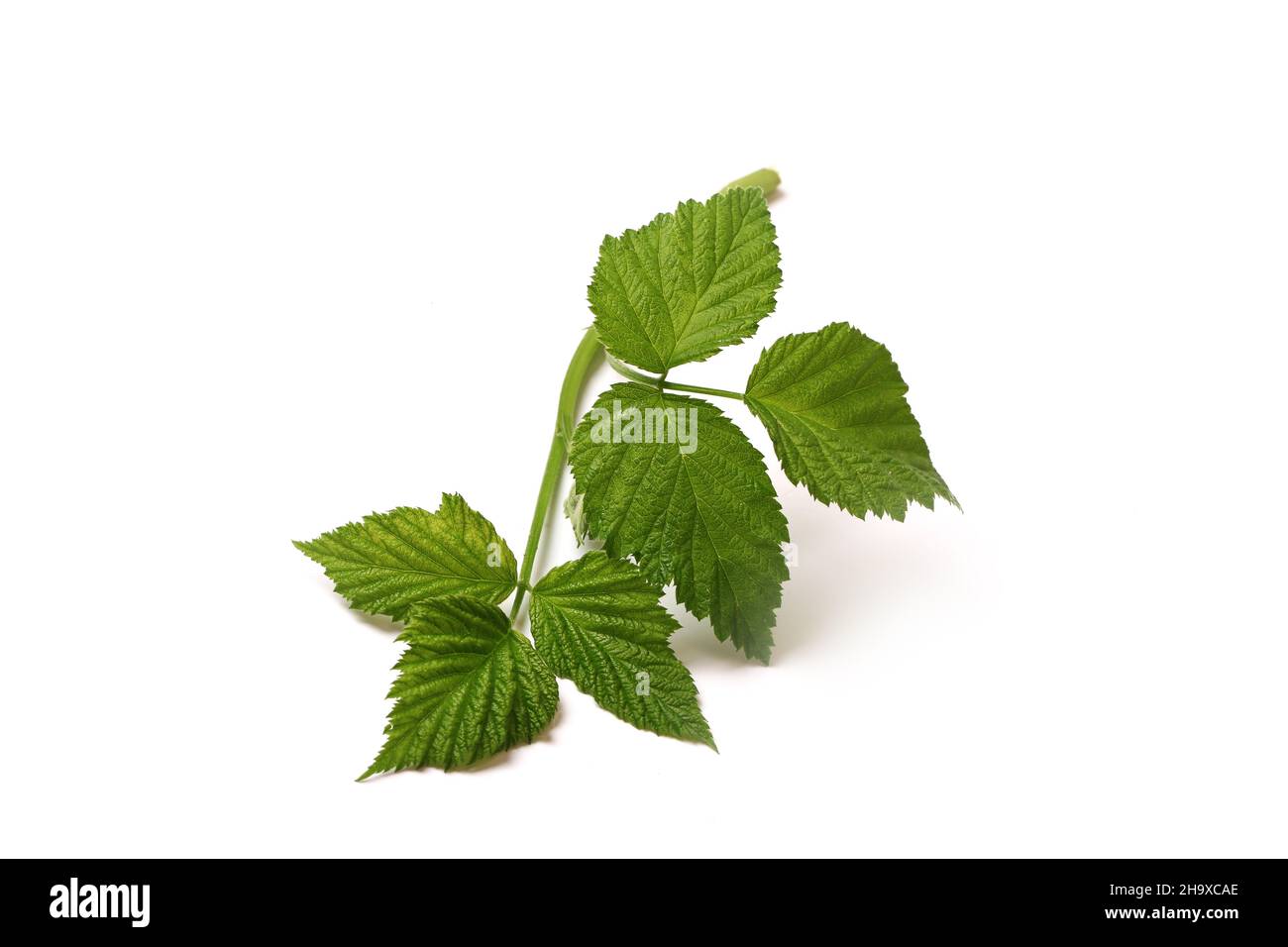 Raspberry tree garden Cut Out Stock Images & Pictures - Alamy