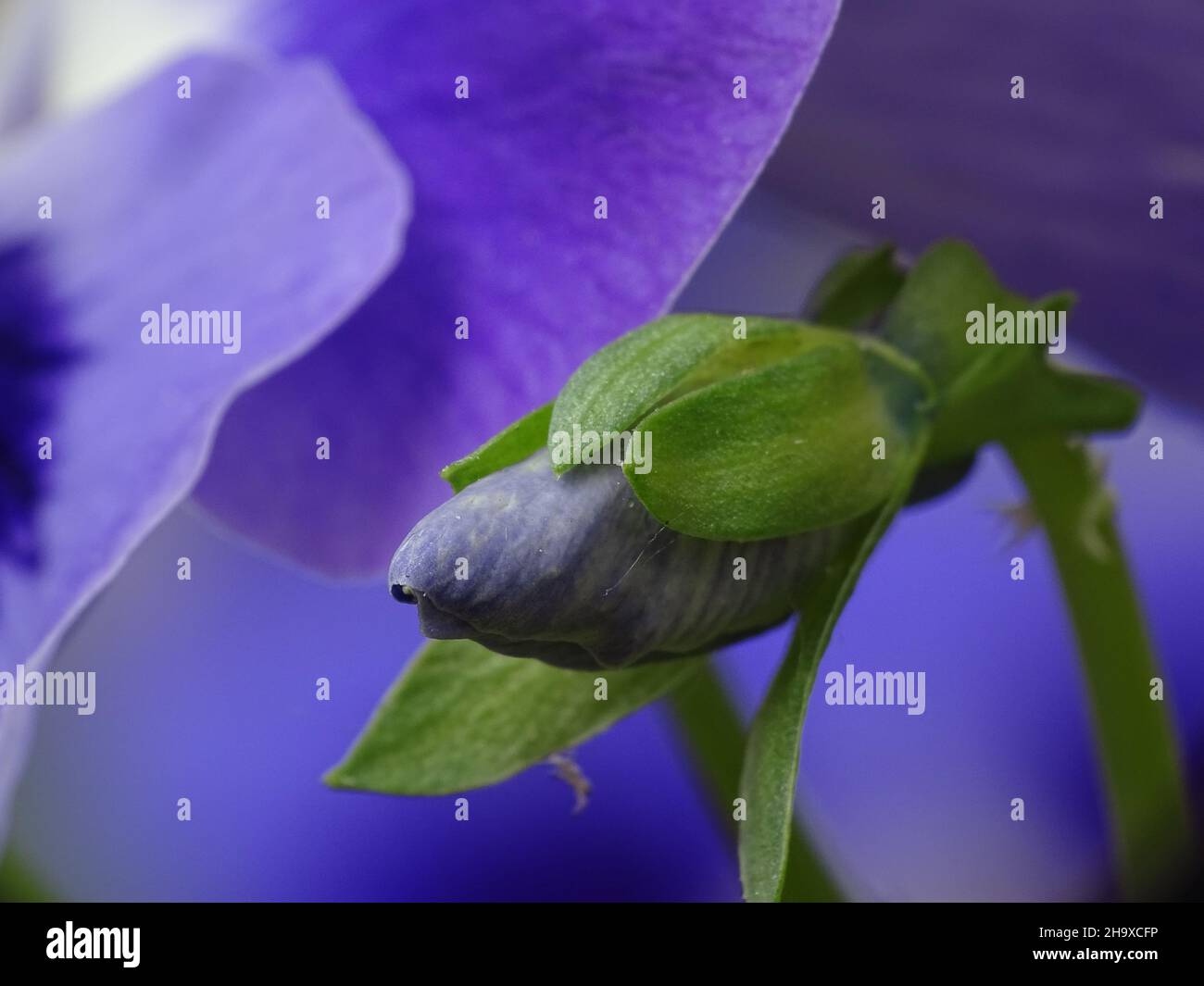 macro of a bud of a blue violet (viola), with a blurred background of blue Stock Photo