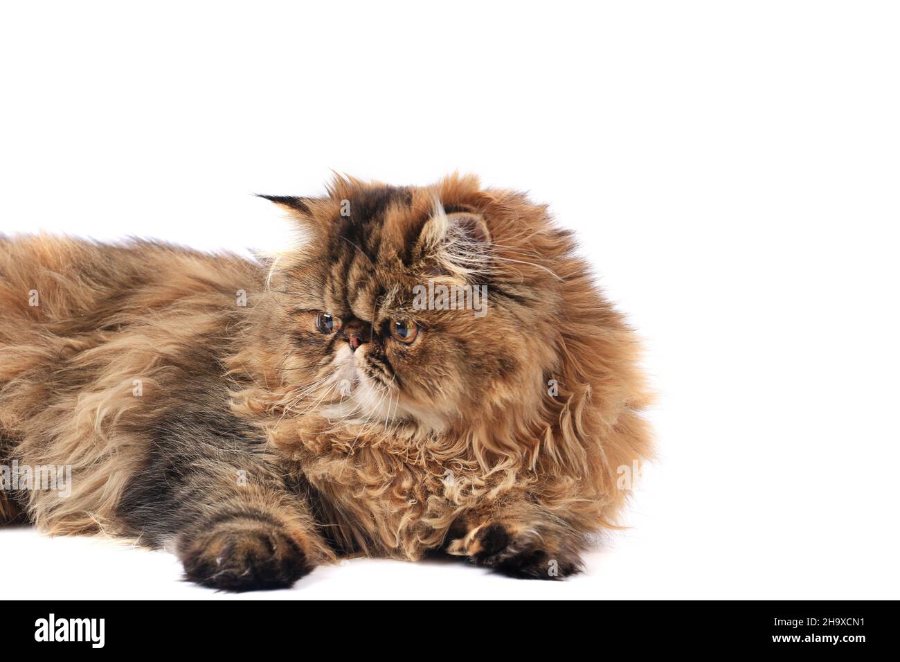 persian cat isolated on white background Stock Photo - Alamy