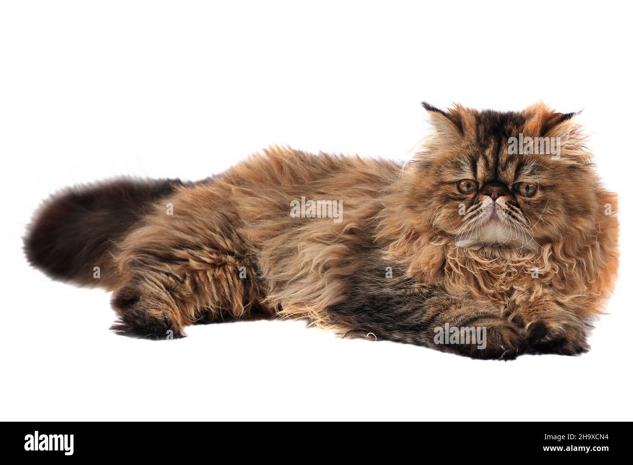 persian cat isolated on white background Stock Photo - Alamy