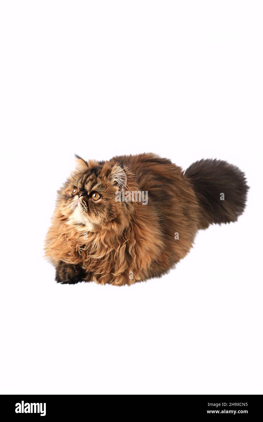persian cat isolated on white background Stock Photo - Alamy