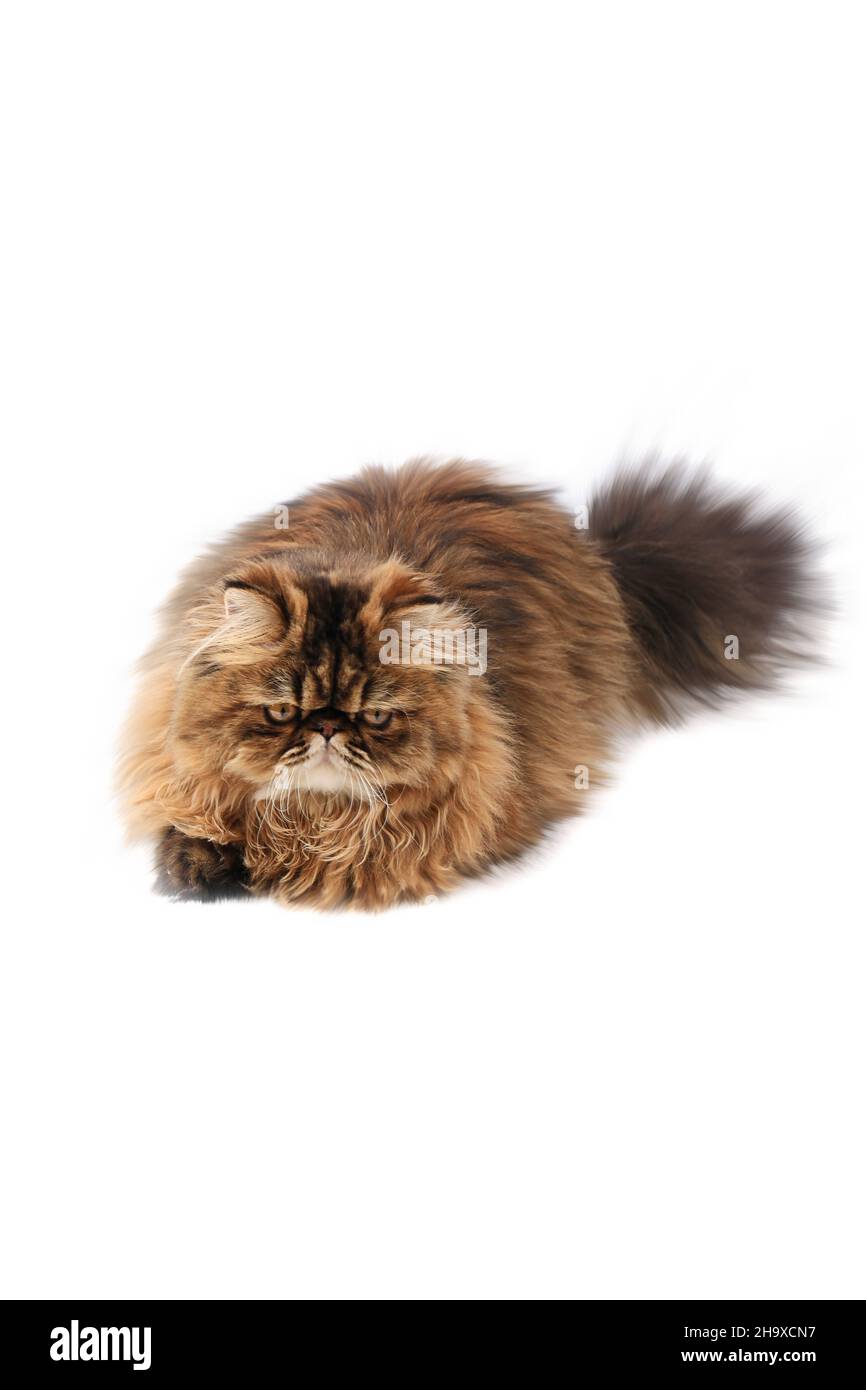 persian cat isolated on white background Stock Photo - Alamy