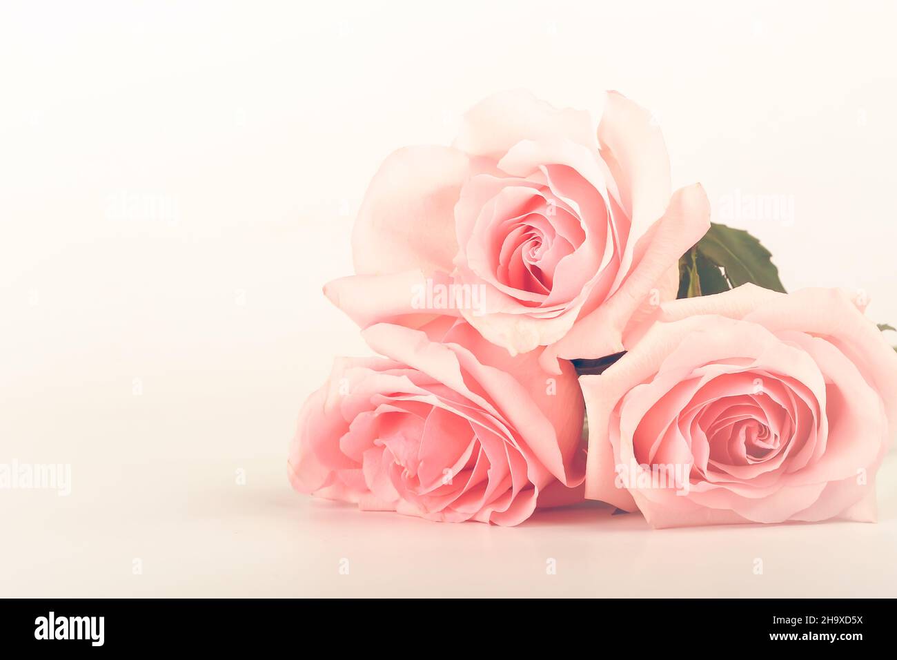 gentle background of pink roses Stock Photo - Alamy