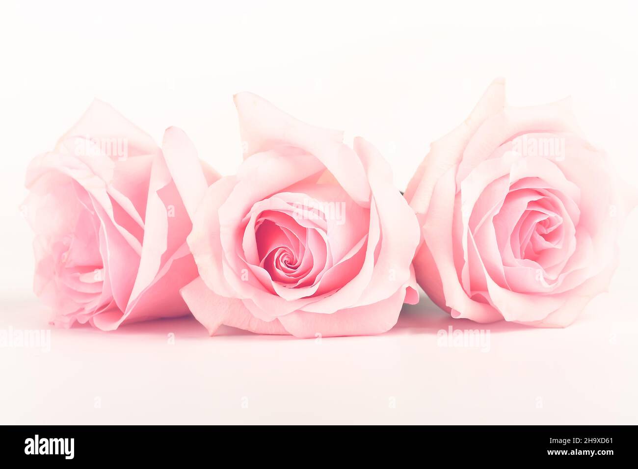 gentle background of pink roses Stock Photo - Alamy