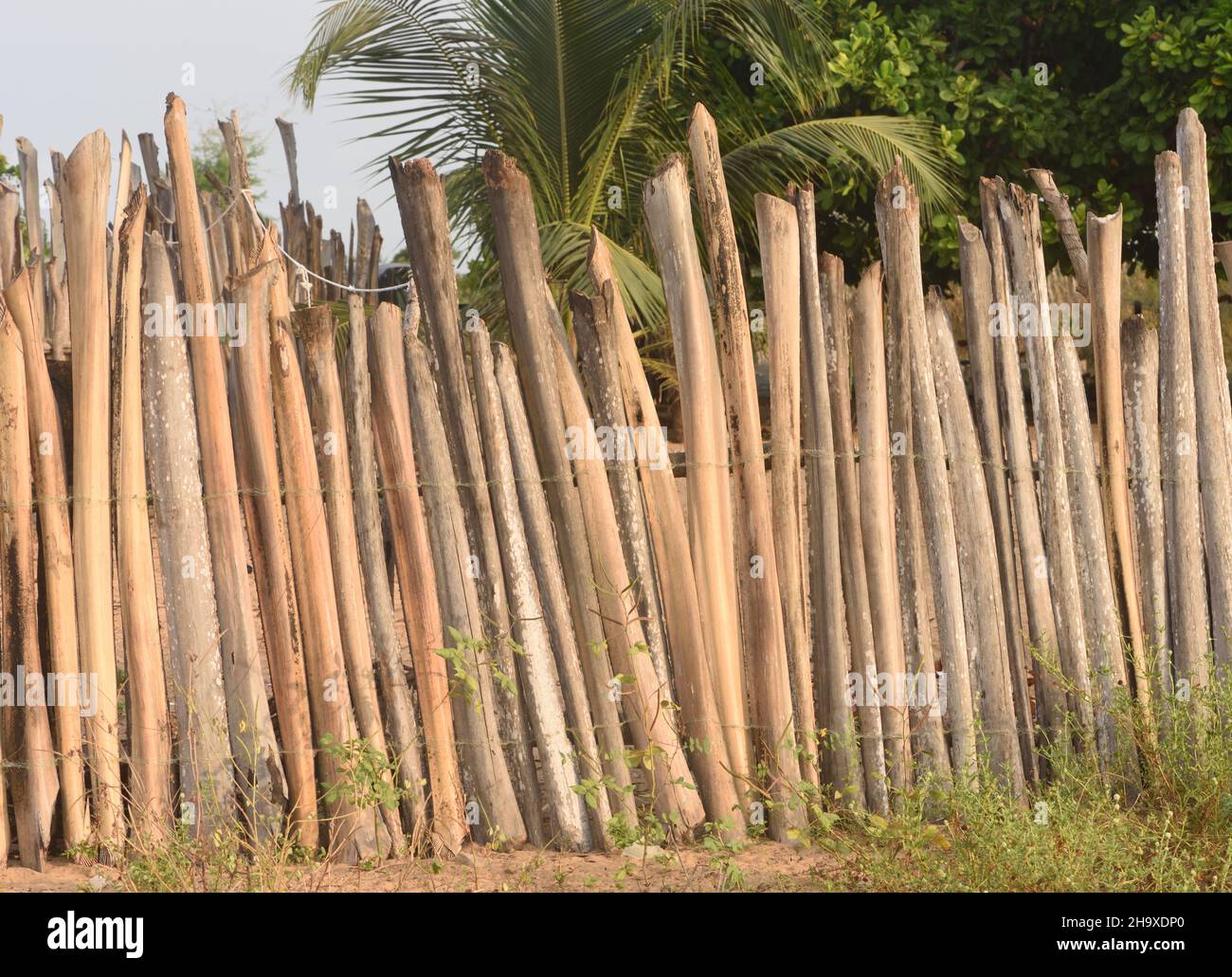 A fence round a vegetable garden made from the leaf stalks, petioles, of palm fronds. Kartong,  The Republic of the Gambia. Stock Photo