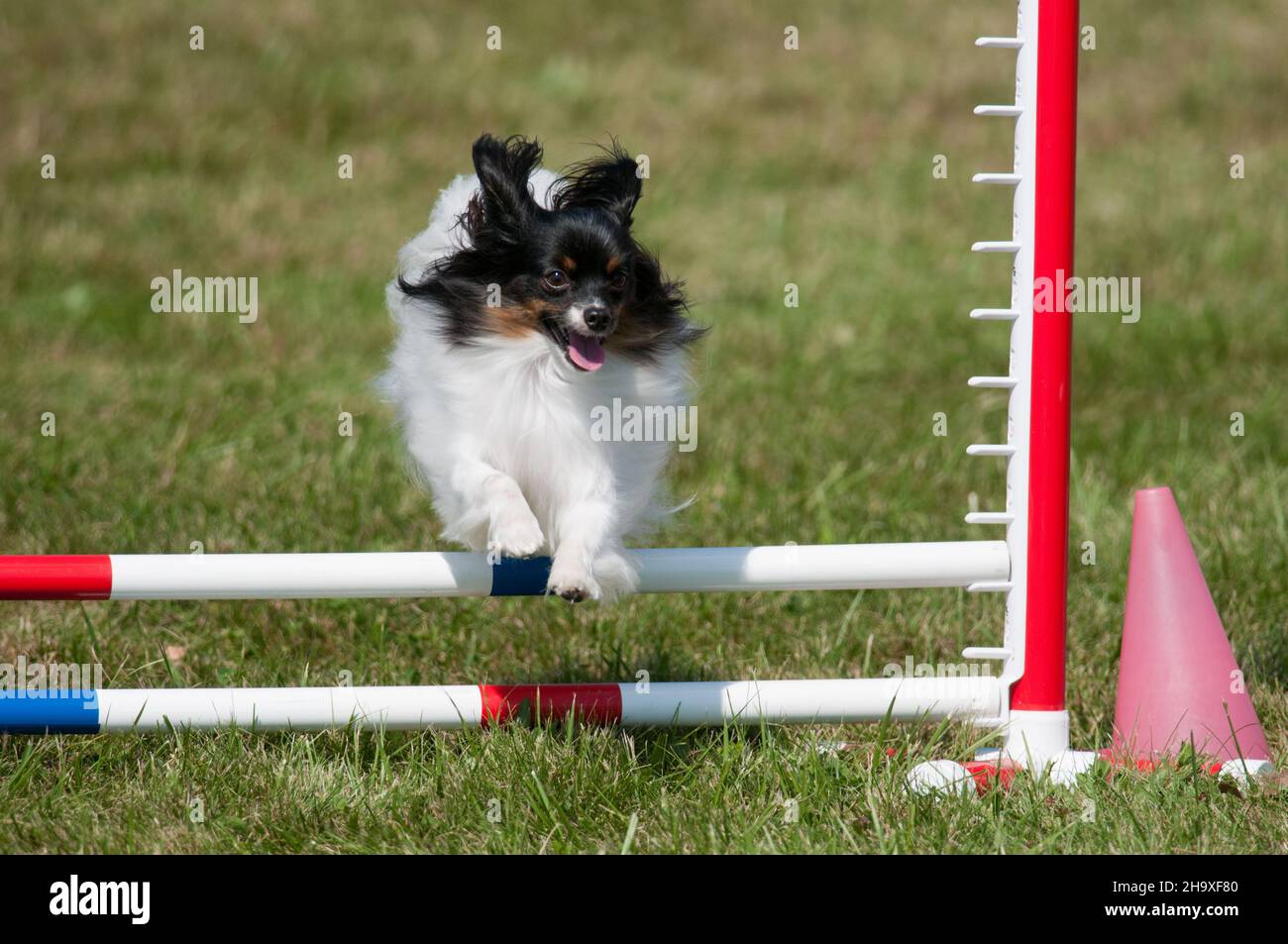 Dog agility course hi-res stock photography and images - Alamy