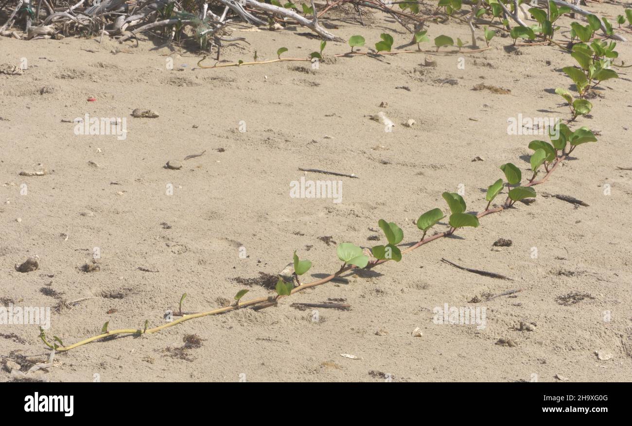 Beach morning glory (Ipomoea pes-caprae) grows across a sandy beach, contributing to the stabilisation of the dunes behind the beach on the Atlantic c Stock Photo