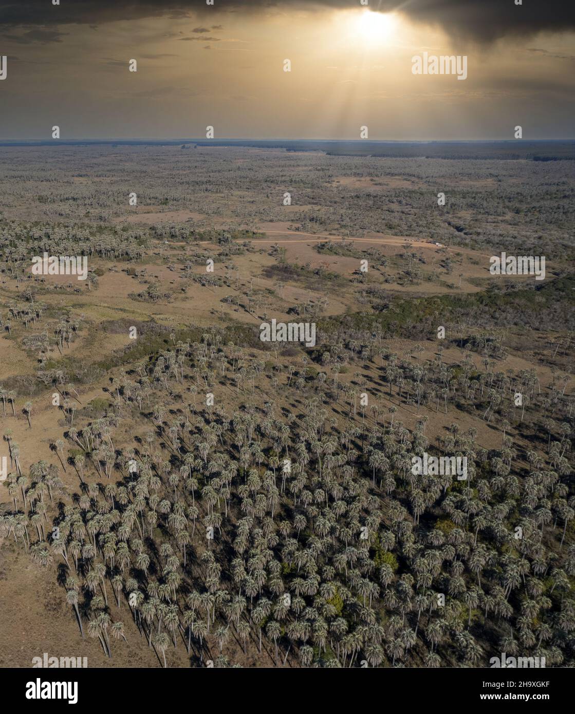 Aerial view of el palmar national park, located in Entre Rios. Argentina Stock Photo
